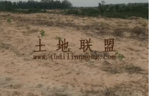 澄迈500亩沉香套种地出租水电齐全租金180元/亩/年