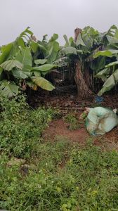 琼山区100亩种植地租金十年一付水电齐全