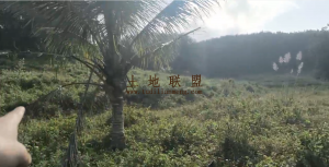 琼中农场约20亩种植地租金便宜转让费20万