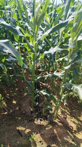 临高约200亩短期种植地出租水电房齐全租金780元/亩/年