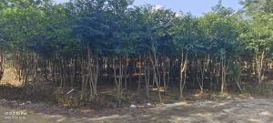 定安约33亩地15000棵沉香树转让设施齐全接手管理即可