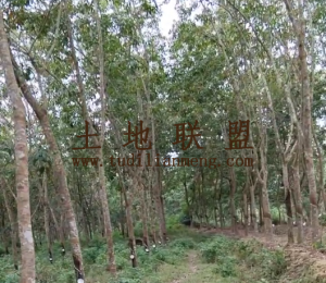 儋州那大周边20亩农户个人地长期使用没有租金