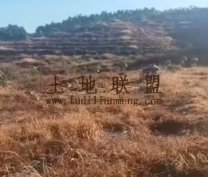 海口秀英周边300亩种植地出租五年一付可分割出租