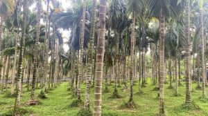定安约8亩地带1200槟榔树出租设施齐全接手管理就有收益