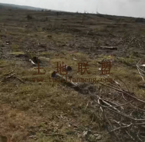 文昌280亩种植地租金300元/亩/年十年一付