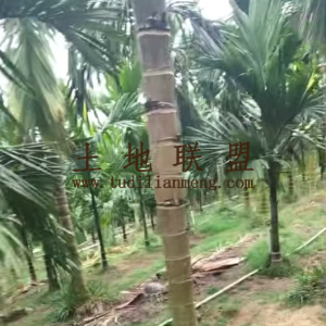 白沙县城周边52亩槟榔园转让租金400元/亩/年一年一付