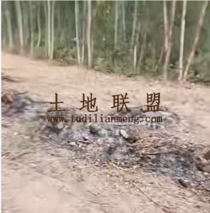 东方50亩种植地租金十年一付可随时进场耕种