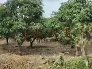 东方100亩芒果园转让租金可分期付款交通便利