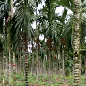 屯昌县城周边100亩槟榔园转让接手管理就有收益