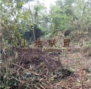 屯昌约105亩种植地转让租金十年一付