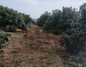 定安约35亩荔枝园转让设施齐全接手管理就有收益