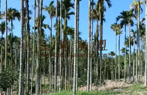 保亭约17亩农场种植地交通便利转让费58万