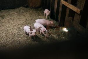 琼海约2亩养猪场出租设施手续证件齐全接手就可养殖