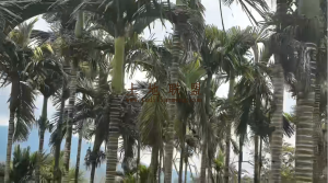 琼中110亩槟榔园转让41年合同租金付清接手管理就有收益