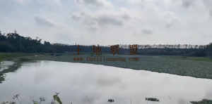 文昌20亩水塘出租交通便利租金8000元/年