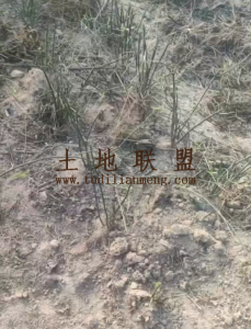 儋州150亩种植地租金五年一付交通便利