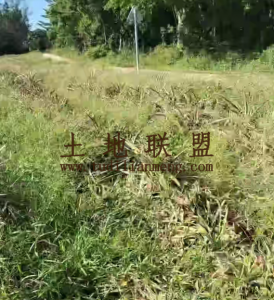 文昌20亩种植地可随时进场耕种租金可分期