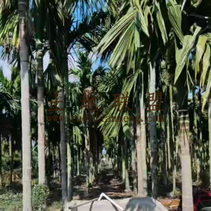 乐东约20亩地2400棵槟榔树出租接手管理就有收益