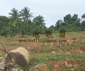 万宁约300亩种植地租金500元/亩/年可随时进场耕种