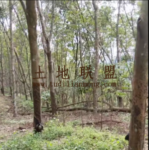 屯昌40亩农场种植地水电方便转让费35万