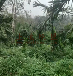 琼海约30亩地4000棵槟榔树转让接手管理即可