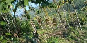 屯昌120亩槟榔园个人地没有租金可长期使用转让费90万