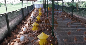 文昌40亩养鸡场转让手续设施齐全接手就可养殖