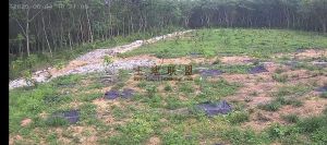 儋州10亩种植地租金3年一付已报建好住房可随时进场耕种