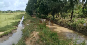 文昌712亩短期种植地出租水电齐全可随时进场耕种