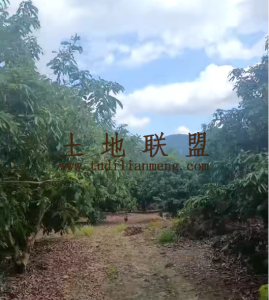 保亭30亩荔枝园转让设施齐全接手管理就有收益