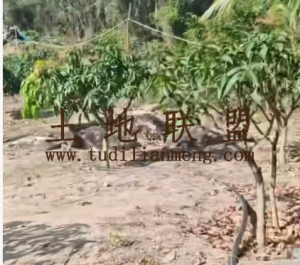 陵水100亩种植地交通便利农场地租金400元一亩一年