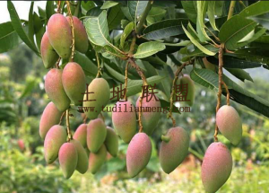 三亚5亩芒果园带一栋两层小楼转让环境清幽舒适