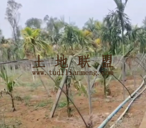 定安12亩槟榔园转让水电齐全接手管理即可