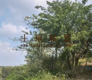 海口琼山区160亩种植地租金五年一付水电齐全