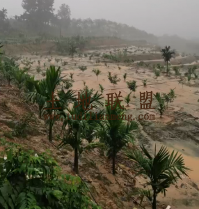 琼中108亩槟榔园水电房齐全租金300元/亩/年接手管理即可