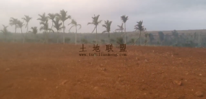 海口琼山区40亩种植地租金可分期随时进场耕种