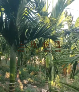 乐东县城周边约6亩地800棵槟榔树出租水电房齐全接手管理就有收益