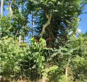 文昌220亩种植租金十年一付水电方便