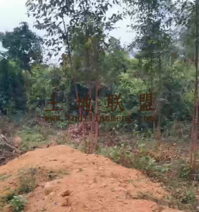 儋州约1000亩种植地租金五年一付交通便利