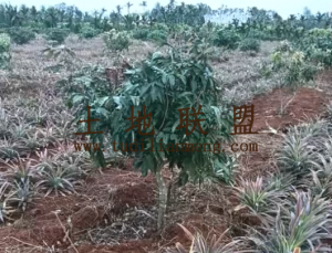 海口琼山区25亩地带500棵荔枝树转让农场地租金便宜