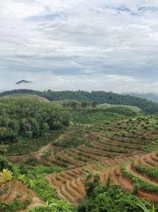琼中100亩种植地水电方便租金100元/亩/年一年一付