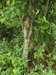 琼海约130亩沉香基地转让水电房齐全接手管理就有收益