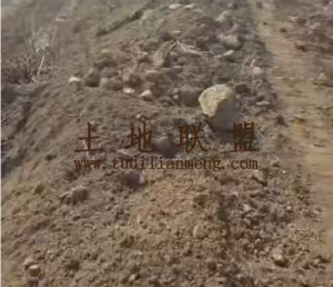 儋州那大1100亩种植地租金分两次付款随时进场耕种