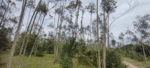 白沙17亩种植地交通便利水源充足租金600元/亩/年