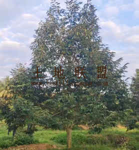 万宁约18亩地280棵榴莲树出租设施齐全接手管理即可