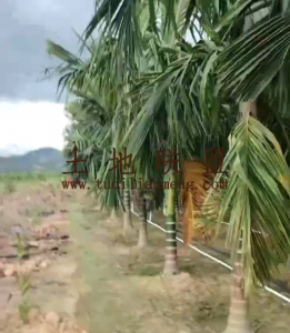乐东约4亩地1000棵槟榔树转让设施齐全接手管理即可