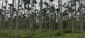 乐东20亩种植地农场地租金400元/亩/年