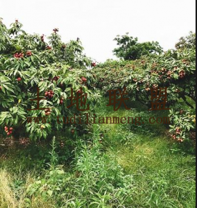 定安约42亩地1000棵荔枝转让接手管理就有收益