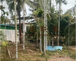 保亭约40亩槟榔、沉香地转让水电房齐全接手管理即可