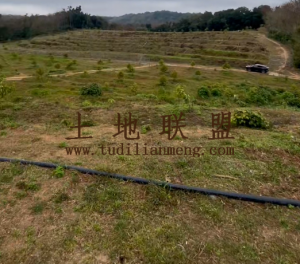 万宁约60亩榴莲园转让设施齐全接手管理即可